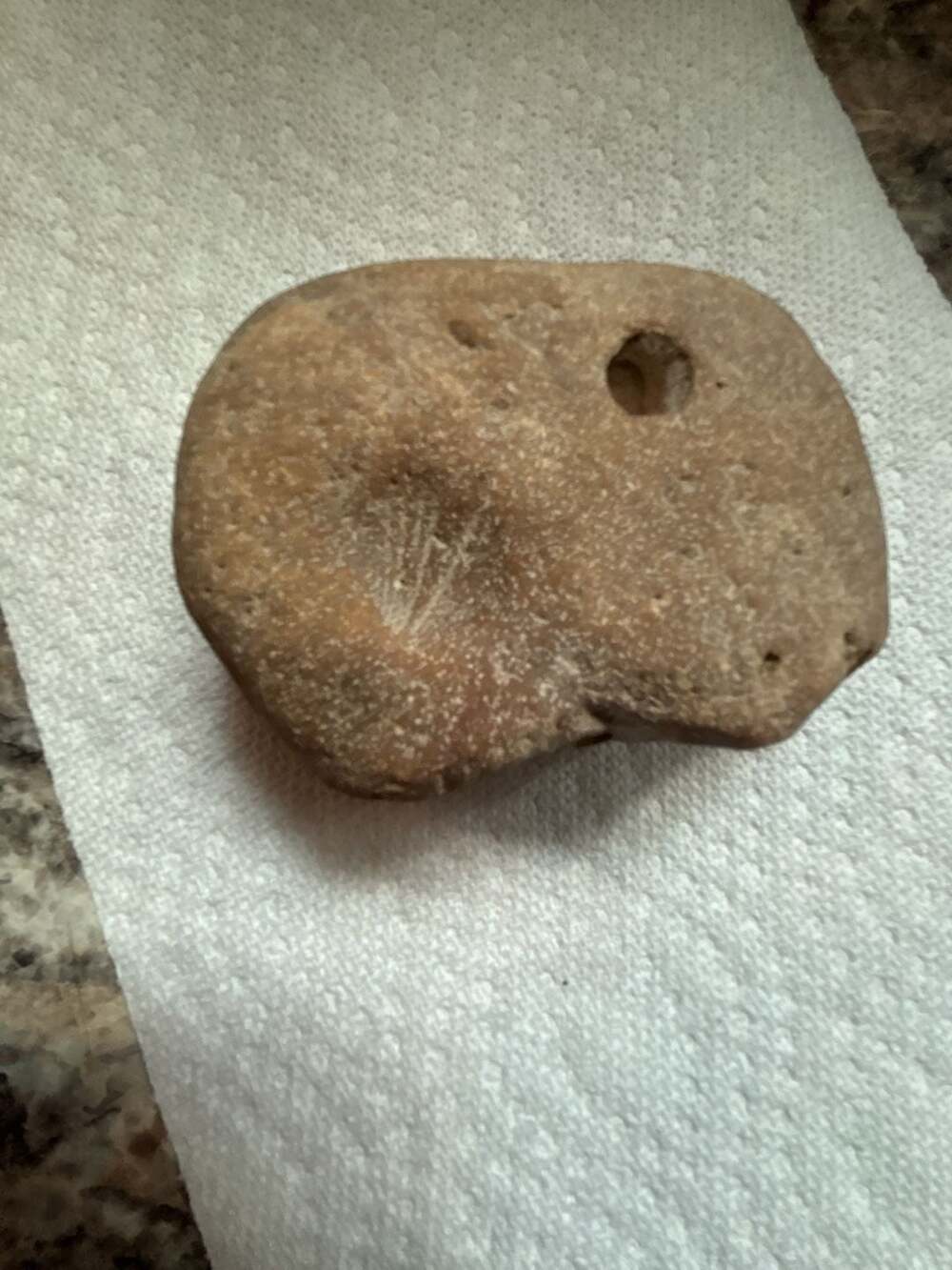 Rock with fossils